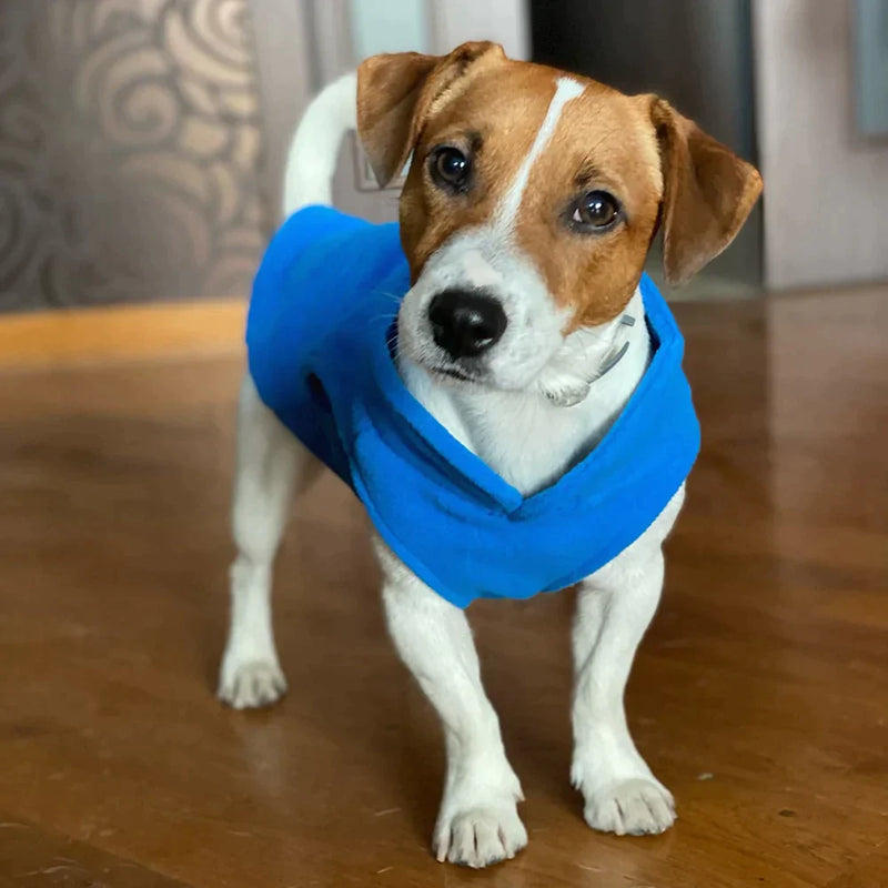 Roupinha para cães - Dominar Variedades